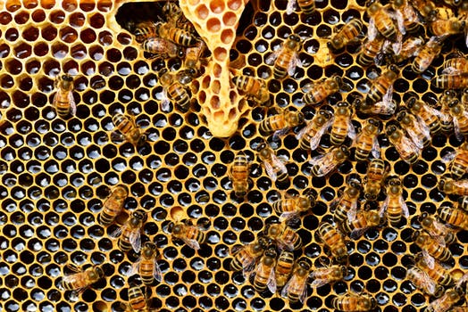 A Beehive Comparison: Which is the Best?